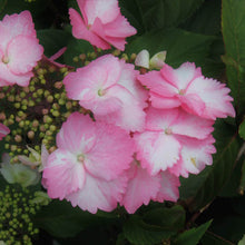 Load image into Gallery viewer, Hydrangea Game Changer Pink
