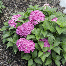 Load image into Gallery viewer, Pink Elf French Hydrangea