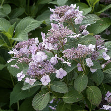 Load image into Gallery viewer, Blue Billow Hydrangea