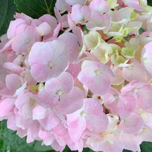 Load image into Gallery viewer, Hydrangea Onyx™ Flamingo
