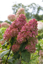 Load image into Gallery viewer, Fire Light® Panicle Hydrangea
