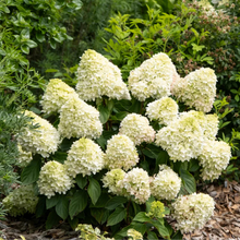 Load image into Gallery viewer, Little Fresco Hydrangea