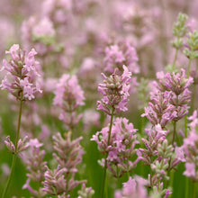 Load image into Gallery viewer, Lavender Rosea