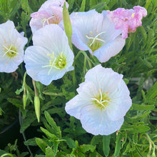 Load image into Gallery viewer, Siskiyou Pink Evening Primrose
