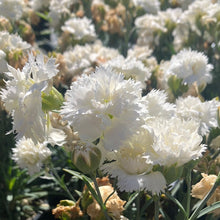 Load image into Gallery viewer, Dianthus ‘Early Bird Frosty’