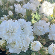 Load image into Gallery viewer, Dianthus ‘Early Bird Frosty’