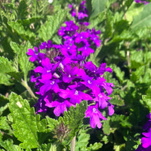 Load image into Gallery viewer, Verbena 'Homestead Purple'
