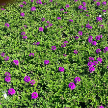 Load image into Gallery viewer, Verbena 'Homestead Purple'