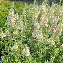 Load image into Gallery viewer, Buzz® Ivory Butterfly Bush