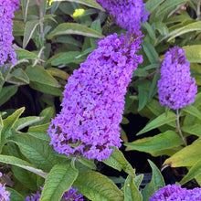 Load image into Gallery viewer, Pugster® Amethyst Butterfly Bush