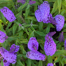 Load image into Gallery viewer, Pugster® Amethyst Butterfly Bush