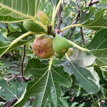 Load image into Gallery viewer, Chicago Hardy Fig