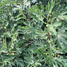 Load image into Gallery viewer, Chicago Hardy Fig