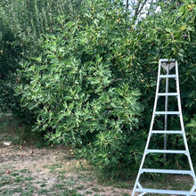 Load image into Gallery viewer, Chicago Hardy Fig