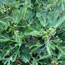 Load image into Gallery viewer, Chicago Hardy Fig