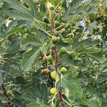 Load image into Gallery viewer, Chicago Hardy Fig
