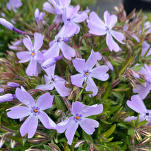 Load image into Gallery viewer, Phlox 'Emerald Blue'