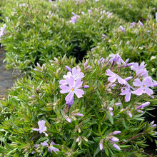Load image into Gallery viewer, Phlox 'Emerald Blue'
