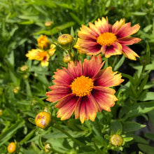 Load image into Gallery viewer, Coreopsis Enchanted Eve