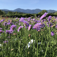 Load image into Gallery viewer, Butterfly Blue Pincushion Flower (Scabiosa)