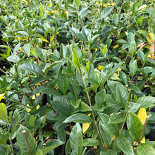 Load image into Gallery viewer, Daisy Hardy Gardenia