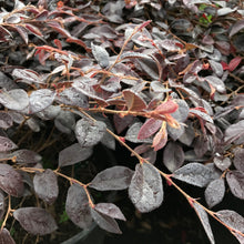 Load image into Gallery viewer, Loropetalum 'Daruma' Dwarf
