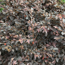 Load image into Gallery viewer, Loropetalum 'Daruma' Dwarf