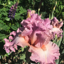 Load image into Gallery viewer, Iris Social Graces
