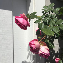 Load image into Gallery viewer, Pretty in Pink Eden Climbing Rose