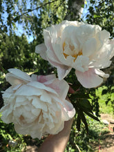 Load image into Gallery viewer, Peony ‘Gardenia White’ (Bare Root)