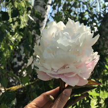 Load image into Gallery viewer, Peony ‘Gardenia White’ (Bare Root)