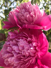 Load image into Gallery viewer, Peony ‘Edulis Superba’ (Bare Root)