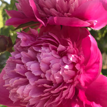 Load image into Gallery viewer, Peony ‘Edulis Superba’ (Bare Root)