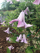 Load image into Gallery viewer, Clematis ‘Betty Corning’