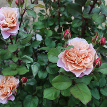 Load image into Gallery viewer, Distant Drums' Rose