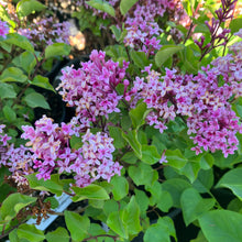 Load image into Gallery viewer, Flowerfesta® Pink Reblooming Lilac