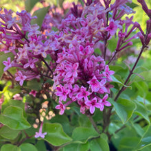 Load image into Gallery viewer, Flowerfesta® Pink Reblooming Lilac