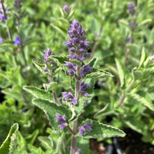Load image into Gallery viewer, Whispurr™ Blue Catmint