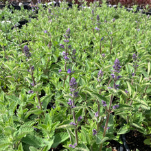 Load image into Gallery viewer, Whispurr™ Blue Catmint