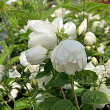 Load image into Gallery viewer, Pearls of Perfume™ Mock Orange