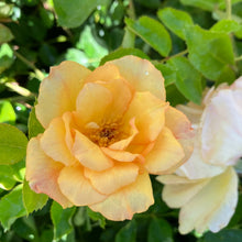 Load image into Gallery viewer, Garden Sun™ Climbing Rose