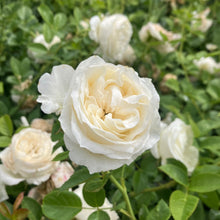 Load image into Gallery viewer, Top Cream™ Rose