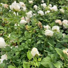 Load image into Gallery viewer, Top Cream™ Rose