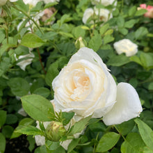 Load image into Gallery viewer, Top Cream™ Rose