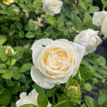 Load image into Gallery viewer, Top Cream™ Rose