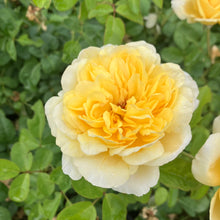 Load image into Gallery viewer, Moonlight Romantica® Rose