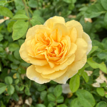 Load image into Gallery viewer, Moonlight Romantica® Rose