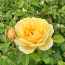 Load image into Gallery viewer, Moonlight Romantica® Rose