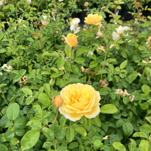 Load image into Gallery viewer, Moonlight Romantica® Rose
