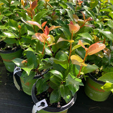 Load image into Gallery viewer, Early Wonder® Camellia